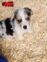 Opie, a male Pembroke Welsh Corgi for sale in Martinsville, VA – Photo 6 of 6