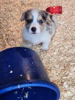 Opie, a male Pembroke Welsh Corgi for sale in Martinsville, VA – Photo 5 of 6