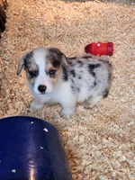 Opie, a male Pembroke Welsh Corgi for sale in Martinsville, VA – Photo 1 of 6