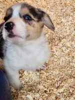 Opie, a male Pembroke Welsh Corgi for sale in Martinsville, VA – Photo 3 of 6