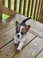 Lt Blue Collar Male, a male Pembroke Welsh Corgi for sale in Martinsville, VA – 7 of 10