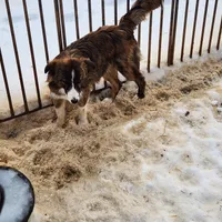 Chex, a female Border Collie for sale in Martinsville, VA – Photo 3 of 5