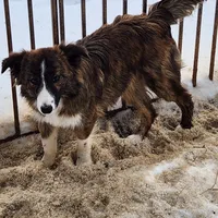 Chex, a female Border Collie for sale in Martinsville, VA – Photo 1 of 5