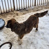 Chex, a female Border Collie for sale in Martinsville, VA – Photo 4 of 5