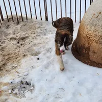 Chex, a female Border Collie for sale in Martinsville, VA – Photo 2 of 5