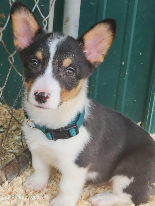 Dark Green Collar Male – Pembroke Welsh Corgi puppy for sale in Martinsville, VA