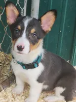 Dark Green Collar Male, a male Pembroke Welsh Corgi for sale in Martinsville, VA – Photo 1 of 8