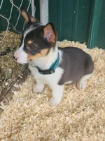 Dark Green Collar Male, a male Pembroke Welsh Corgi for sale in Martinsville, VA – Photo 6 of 8
