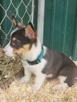 Dark Green Collar Male, a male Pembroke Welsh Corgi for sale in Martinsville, VA – Photo 3 of 8