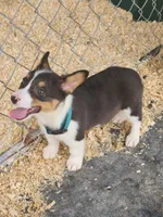 Dark Green Collar Male, a male Pembroke Welsh Corgi for sale in Martinsville, VA – Photo 7 of 8