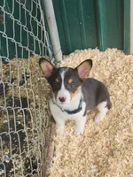 Dark Green Collar Male, a male Pembroke Welsh Corgi for sale in Martinsville, VA – Photo 4 of 8