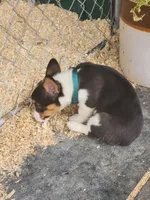 Dark Green Collar Male, a male Pembroke Welsh Corgi for sale in Martinsville, VA – Photo 8 of 8