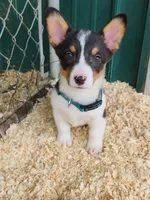 Dark Green Collar Male, a male Pembroke Welsh Corgi for sale in Martinsville, VA – Photo 2 of 8