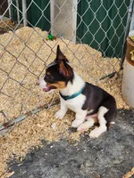 Dark Green Collar Male, a male Pembroke Welsh Corgi for sale in Martinsville, VA – Photo 5 of 8