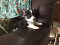 Max, a male Pembroke Welsh Corgi for sale in Martinsville, VA – Photo 1 of 7