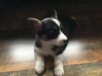 Max, a male Pembroke Welsh Corgi for sale in Martinsville, VA – Photo 3 of 7