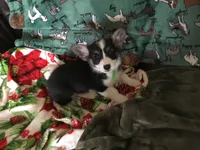 Max, a male Pembroke Welsh Corgi for sale in Martinsville, VA – Photo 2 of 7