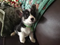 Max, a male Pembroke Welsh Corgi for sale in Martinsville, VA – Photo 6 of 7