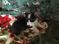 Max, a male Pembroke Welsh Corgi for sale in Martinsville, VA – Photo 5 of 7