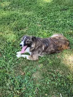Chex, a female Border Collie for sale in Martinsville, VA – 2 of 3
