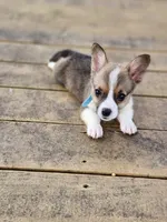 Lt Blue Collar Male, a male Pembroke Welsh Corgi for sale in Martinsville, VA – 4 of 10