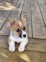 Royal Collar Male, a male Pembroke Welsh Corgi for sale in Martinsville, VA – 5 of 8