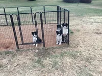 Pink Collar Female, a female Border Collie for sale in Martinsville, VA – Photo 3 of 3