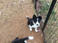 Pink Collar Female, a female Border Collie for sale in Martinsville, VA – Photo 1 of 3