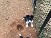 Pink Collar Female, a female Border Collie for sale in Martinsville, VA – Photo 2 of 3