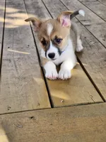 Royal Collar Male, a male Pembroke Welsh Corgi for sale in Martinsville, VA – 6 of 8