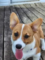 Tate, a male Pembroke Welsh Corgi for sale in Martinsville, VA – Photo 5 of 10