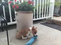 Tate, a male Pembroke Welsh Corgi for sale in Martinsville, VA – Photo 8 of 10