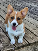 Tate, a male Pembroke Welsh Corgi for sale in Martinsville, VA – Photo 2 of 10