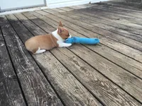 Tate, a male Pembroke Welsh Corgi for sale in Martinsville, VA – Photo 7 of 10