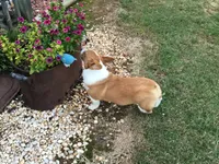 Tate, a male Pembroke Welsh Corgi for sale in Martinsville, VA – Photo 1 of 10