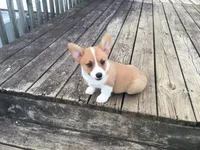 Tate, a male Pembroke Welsh Corgi for sale in Martinsville, VA – Photo 10 of 10