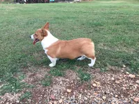 Tate, a male Pembroke Welsh Corgi for sale in Martinsville, VA – Photo 3 of 10