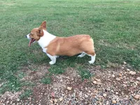 Tate, a male Pembroke Welsh Corgi for sale in Martinsville, VA – Photo 9 of 10