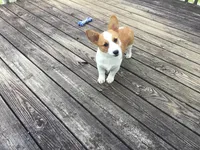 Missy - Green Collar Female, a female Pembroke Welsh Corgi for sale in Martinsville, VA – Photo 4 of 6