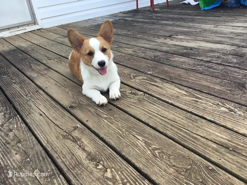 Missy - Green Collar Female