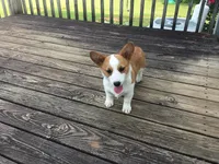 Missy - Green Collar Female, a female Pembroke Welsh Corgi for sale in Martinsville, VA – Photo 3 of 6