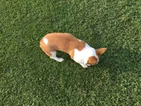 Missy - Green Collar Female, a female Pembroke Welsh Corgi for sale in Martinsville, VA – Photo 6 of 6