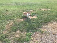 Missy - Green Collar Female, a female Pembroke Welsh Corgi for sale in Martinsville, VA – Photo 5 of 6