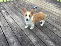 Missy - Green Collar Female, a female Pembroke Welsh Corgi for sale in Martinsville, VA – Photo 2 of 6