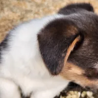 Gracie, a female Pembroke Welsh Corgi for sale in Martinsville, VA – Photo 10 of 10