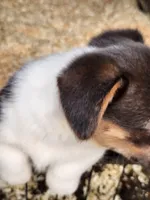 Gracie, a female Pembroke Welsh Corgi for sale in Martinsville, VA – Photo 10 of 10