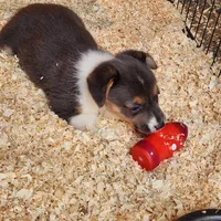 Gracie, a female Pembroke Welsh Corgi for sale in Martinsville, VA – Photo 8 of 10