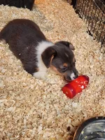 Gracie, a female Pembroke Welsh Corgi for sale in Martinsville, VA – Photo 8 of 10