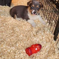 Gracie, a female Pembroke Welsh Corgi for sale in Martinsville, VA – Photo 4 of 10