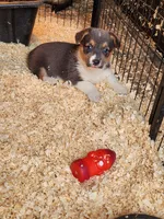 Gracie, a female Pembroke Welsh Corgi for sale in Martinsville, VA – Photo 4 of 10
